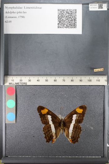 Media type: image;   Entomology 145315